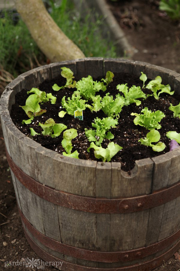 lettuce growing in a barrel