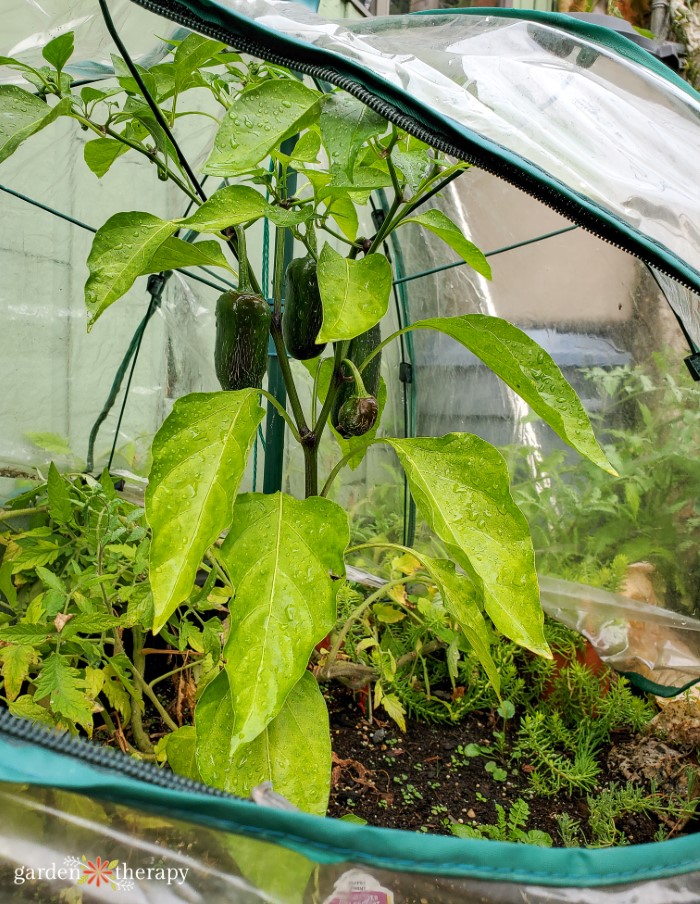 mini greenhouse ripening peppers