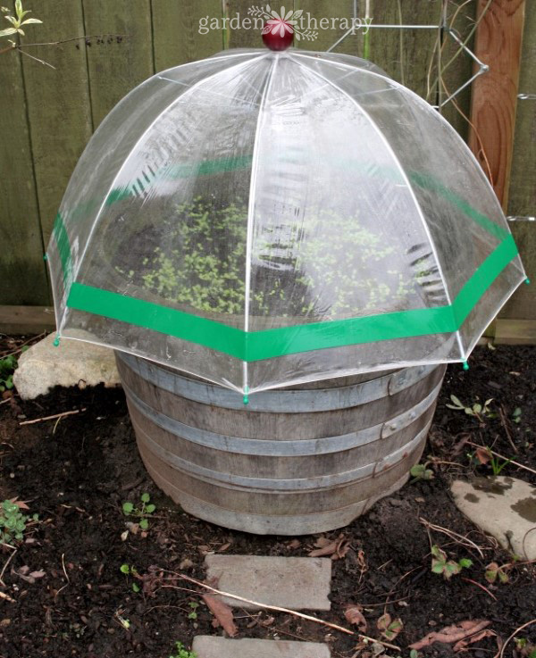 diy greenhouse - clear umbrella covering wine barrel in garden