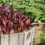 How to Grow Plants in a Wine Barrel (+ Where to Find Them)