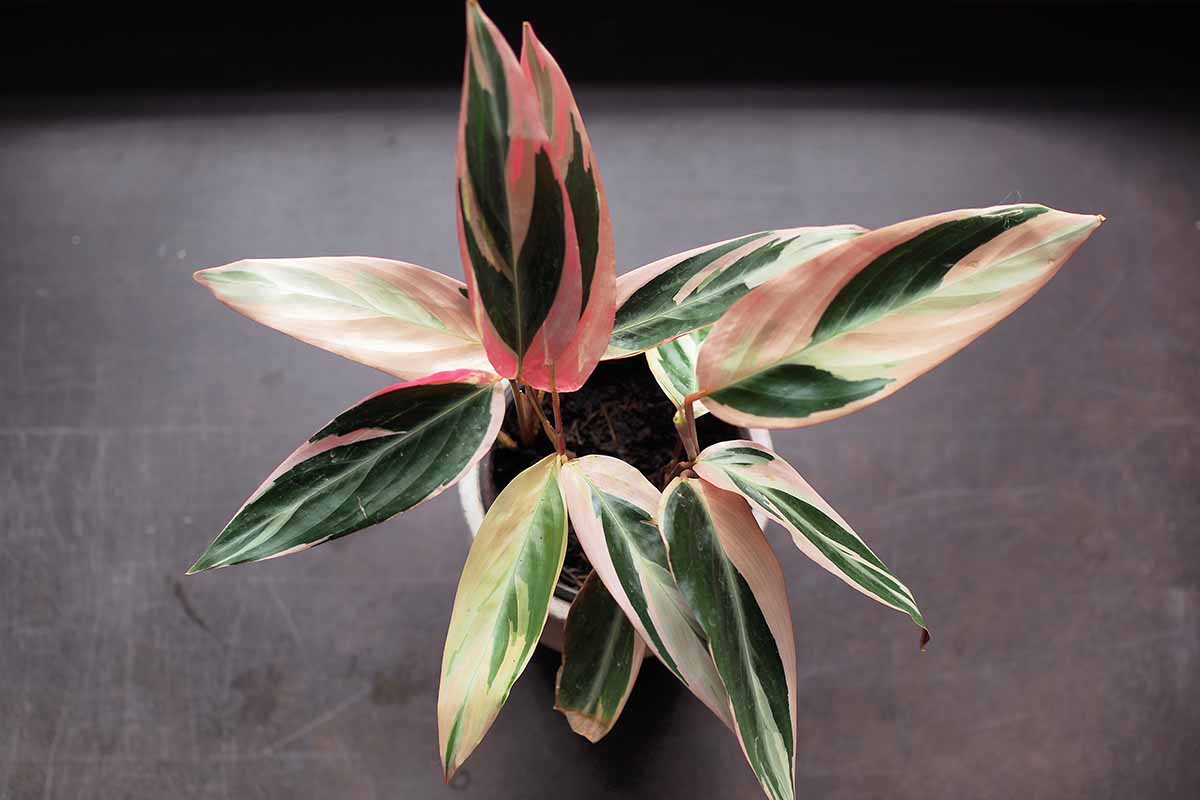 a close up horizontal image of a small potted stromanthe thalia ‘triostar’ houseplant set on a dark gray surface.