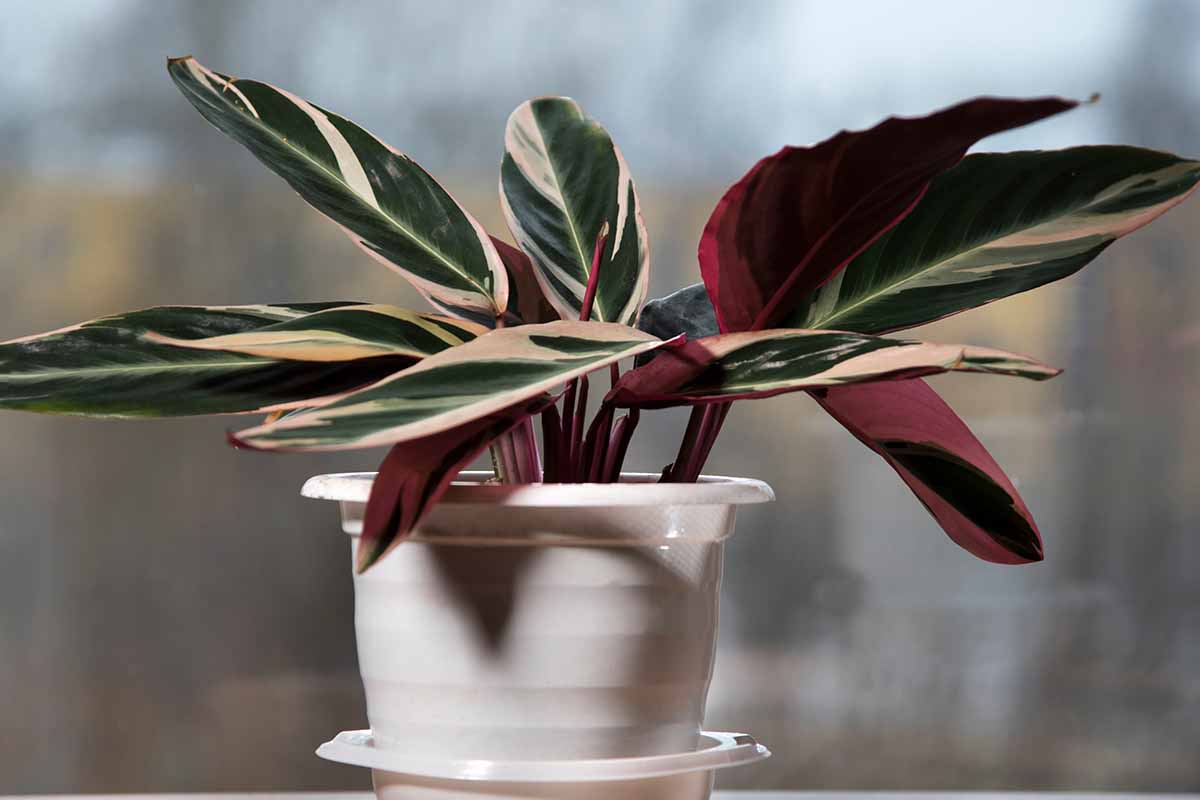 how to grow stromanthe triostar prayer plants 14 a close up horizontal image of a stromanthe 'triostar' plant growing in a small white pot pictured on a soft focus background.