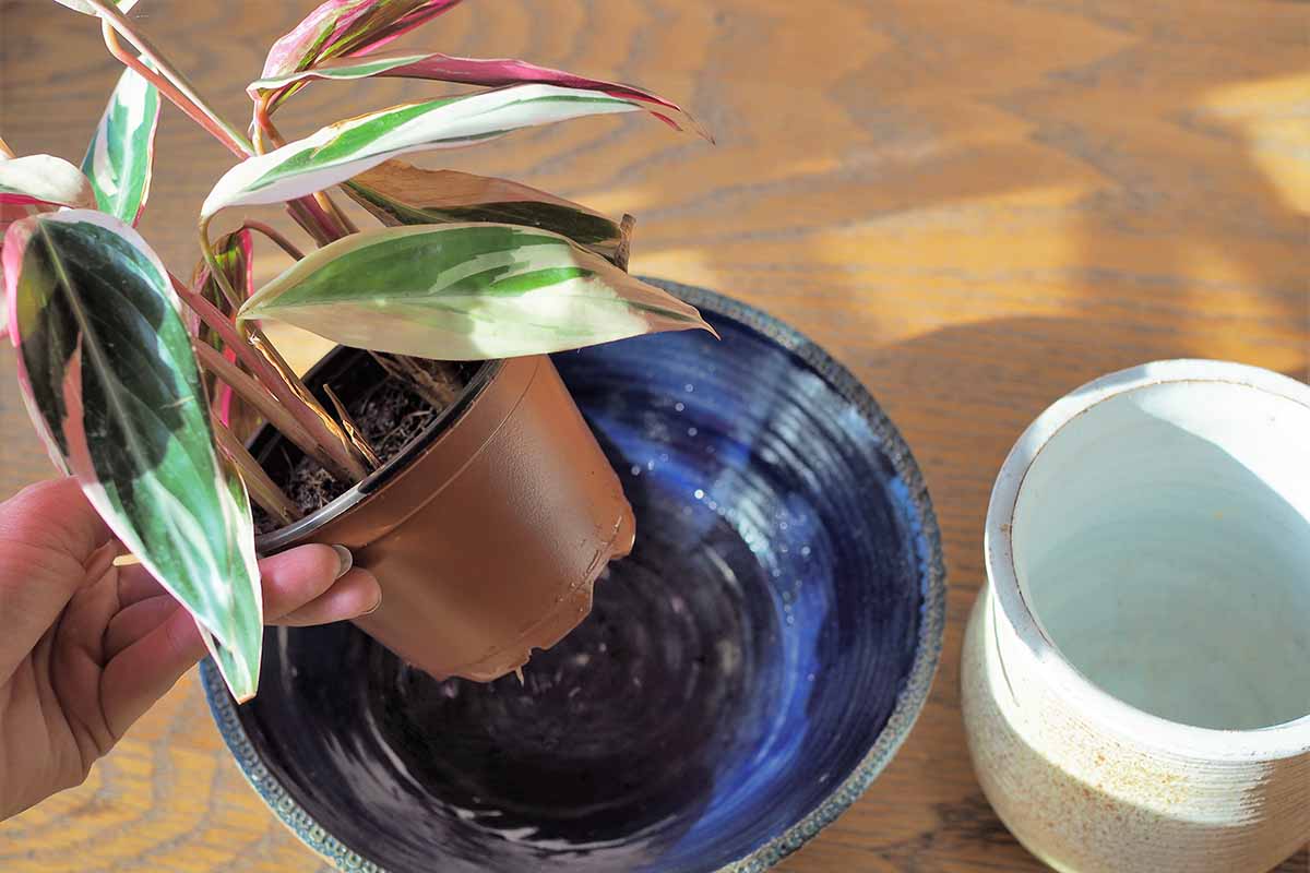 a close up horizontal image of a hand from the left of the frame removing a houseplant from a pot after watering.