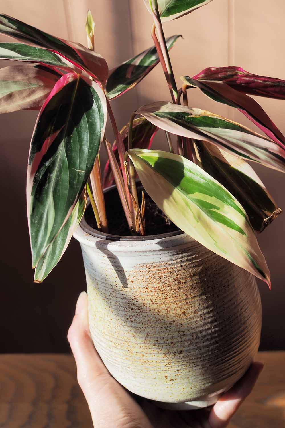 a close up vertical image of a hand from the bottom of the frame holding up a potted stromanthe thalia ‘triostar’ plant,