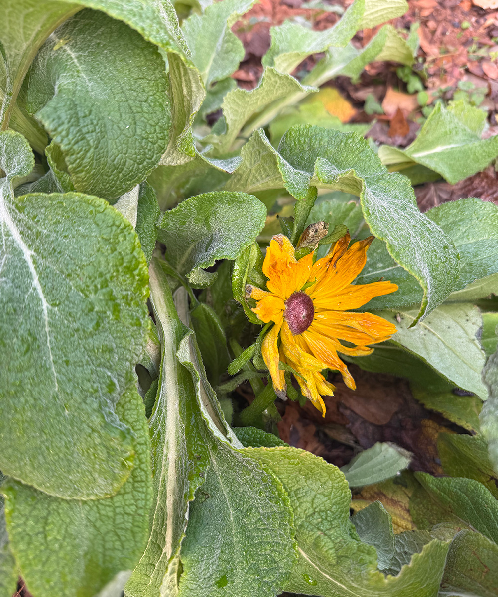 rudbeckia flower under foxglove foliage