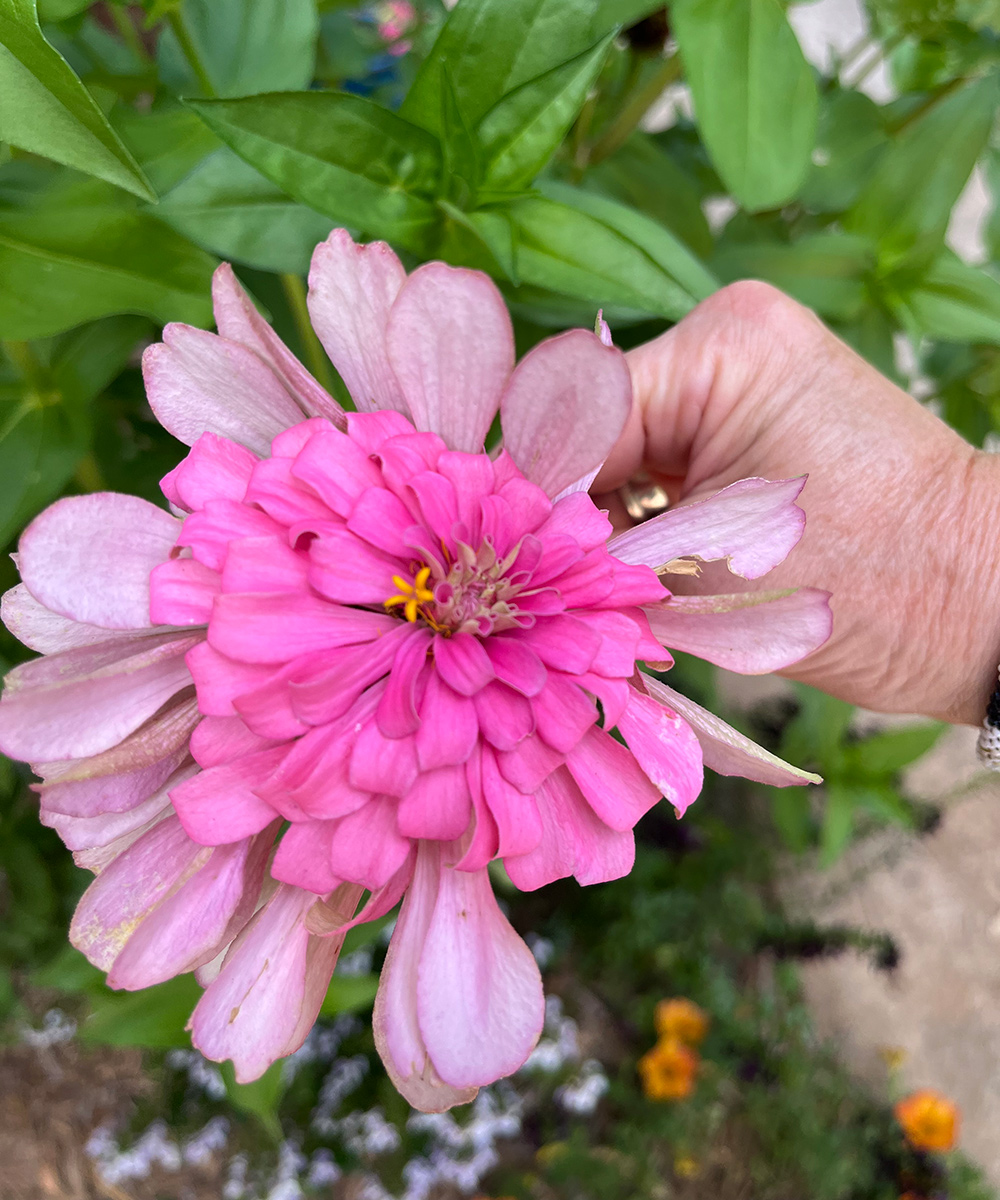 close up of pink zinnia bloom