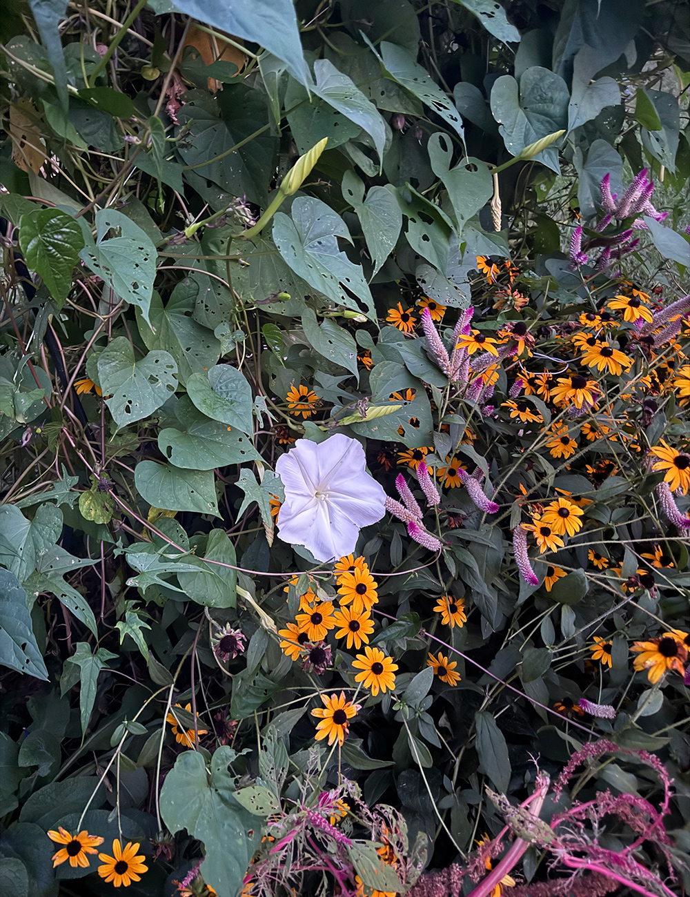 mix of plants in bloom