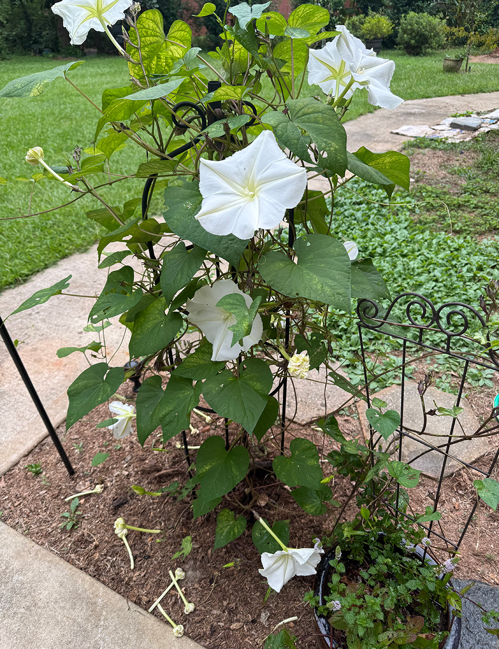 white moonflowers