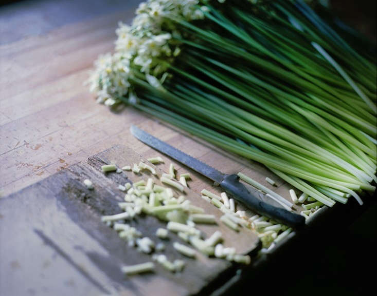 10 things nobody tells you about narcissus