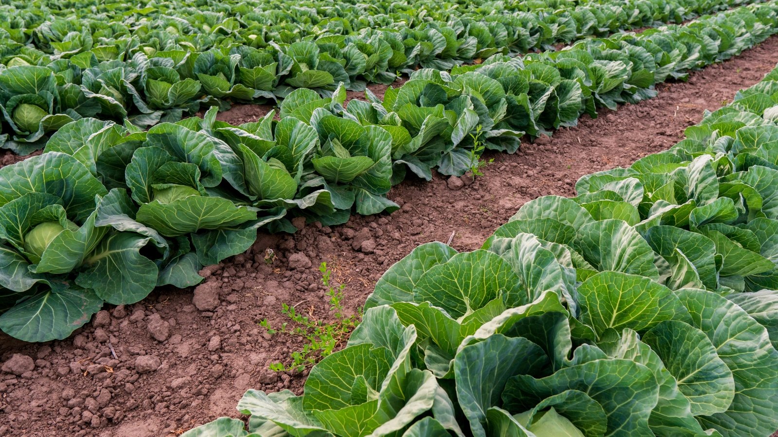 rows of leafy brassica plants with broad green leaves and visible veins, growing in a cultivated field.