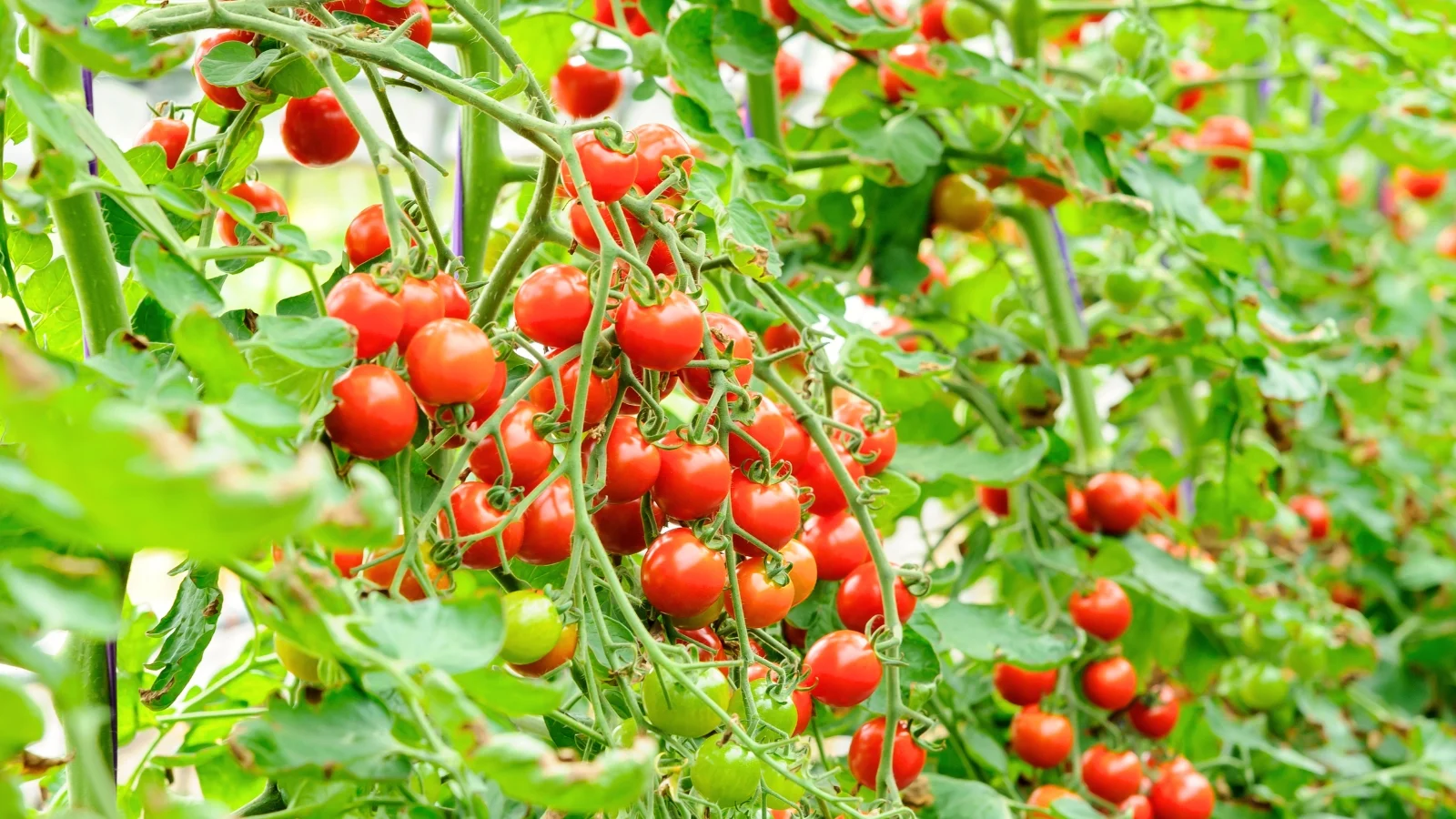 lush green stems trail downwards, studded with firm, shiny cherry tomatoes and shaded by layered, deeply veined leaves.