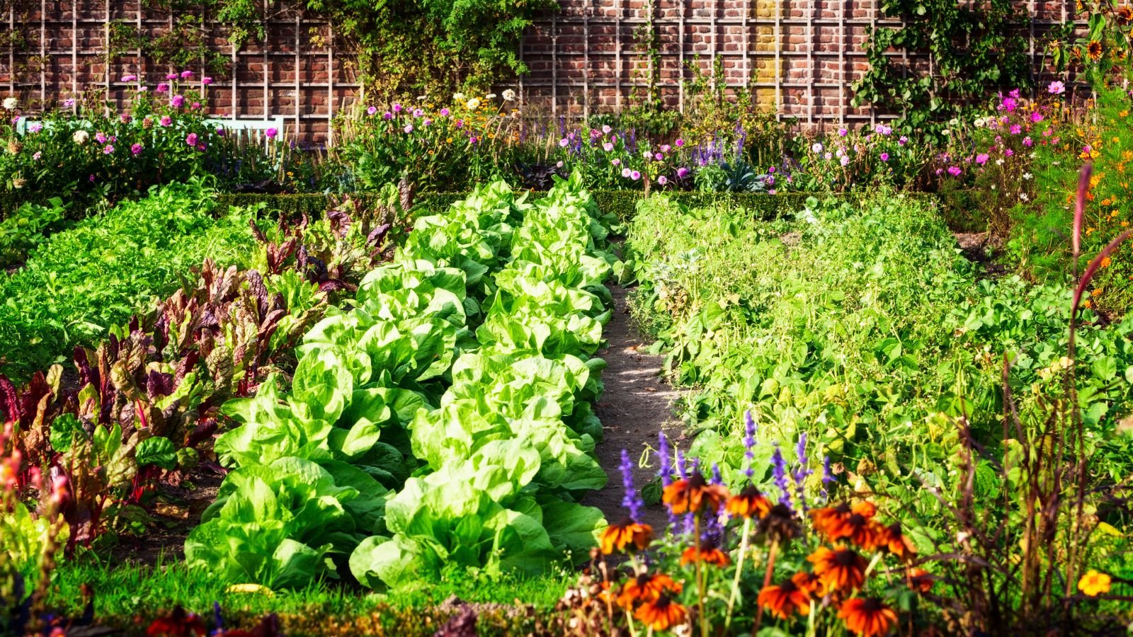a shot of a large composition of developing vegetables, arranged in rows, all situated in a well lit area outdoors