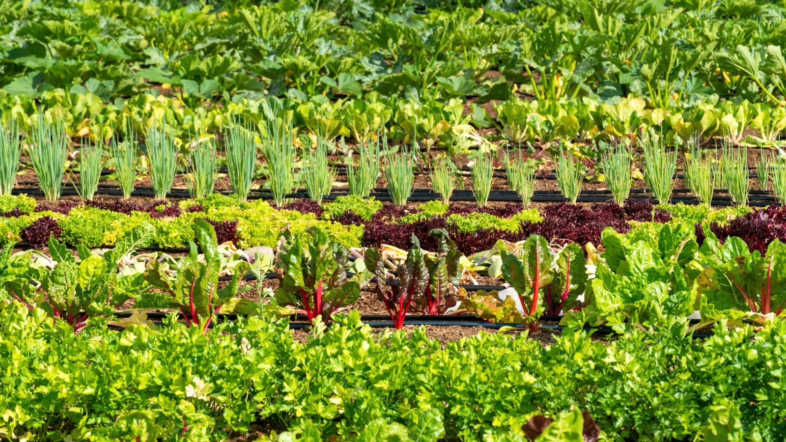 a large vegetable garden with neat rows of zucchini, beets, onions, lettuce, swiss chard, celery, and other crops in a sunny garden.