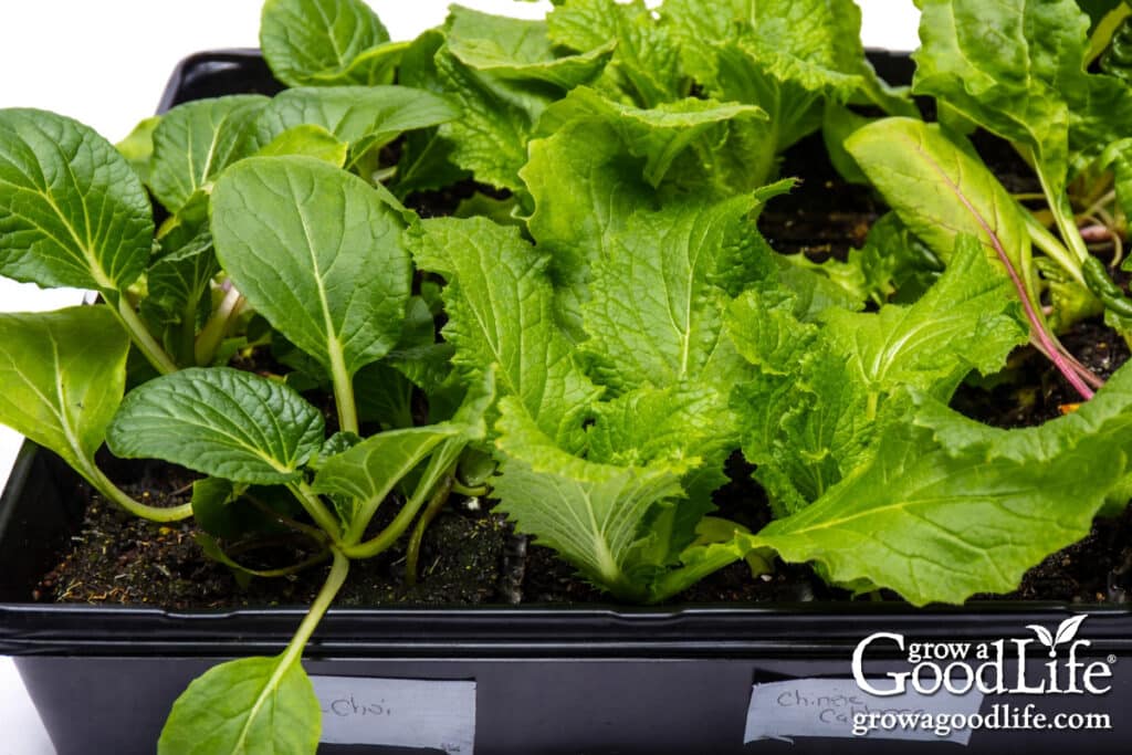 seeds to start indoors 4–6 weeks before your last frost 10 chinese cabbage and bok choy seedlings growing in seedling trays under grow lights.