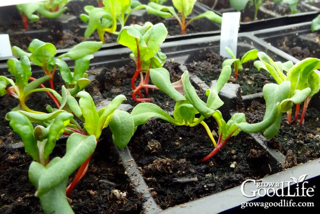 seeds to start indoors 4–6 weeks before your last frost 11 swiss chard seedlings growing under grow lights.