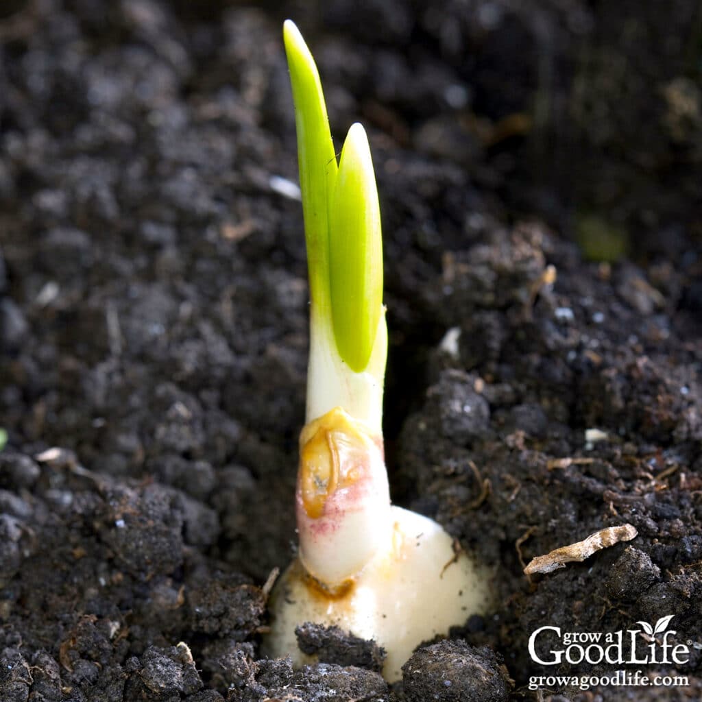 sprouted garlic clove planted shallowly in garden soil with the sprout facing up.