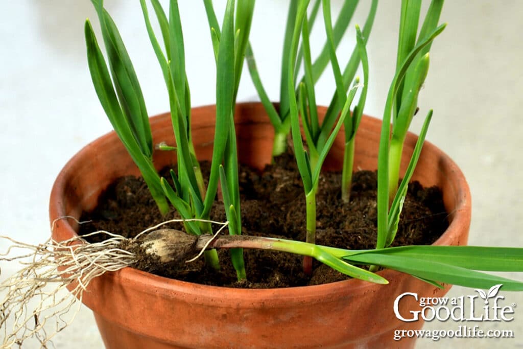 sprouted garlic cloves planted in a pot for indoor growing.
