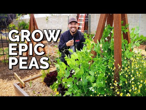 when to direct sow garden peas: a timing guide 15 youtube video
