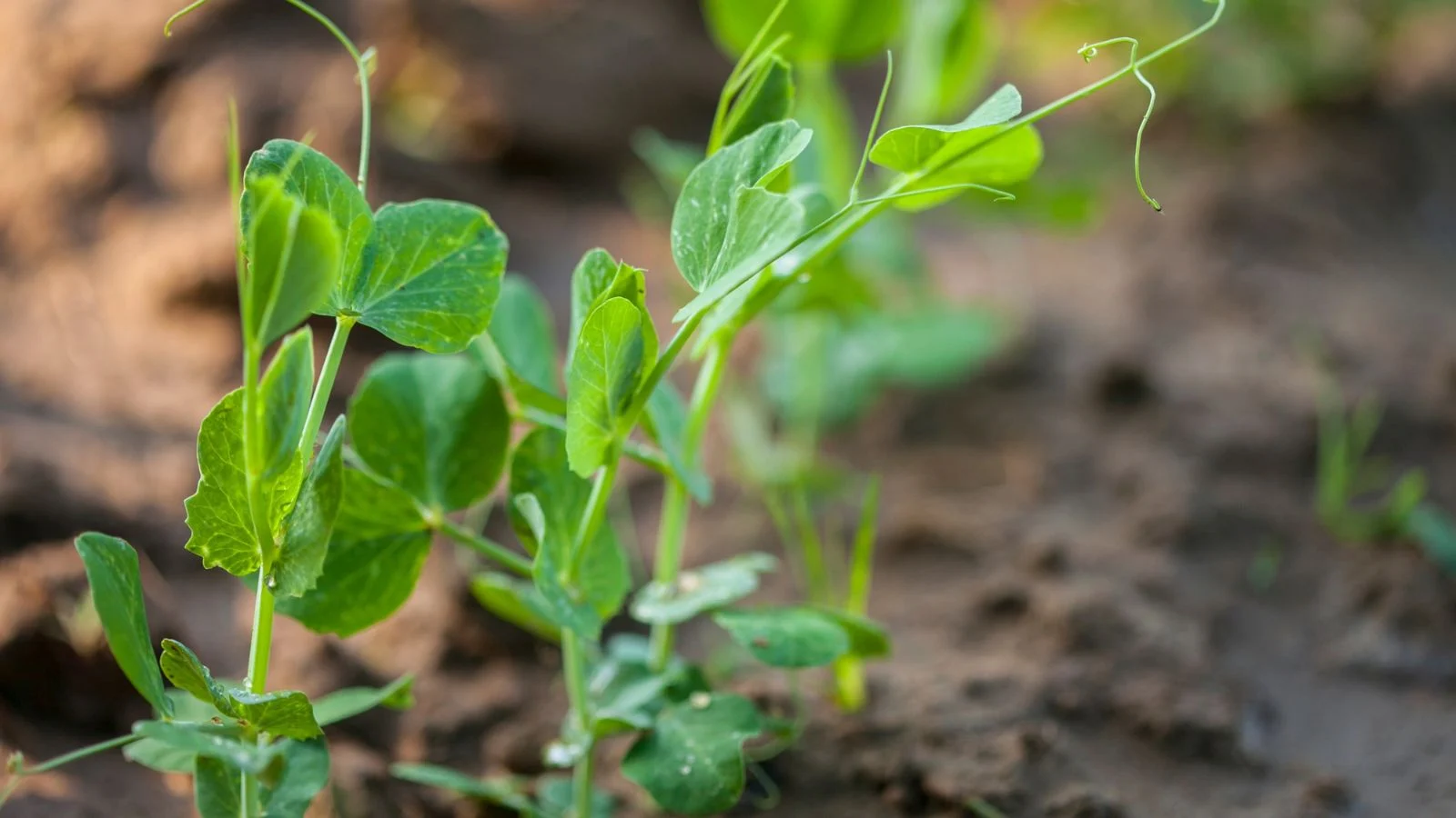 a close-up shot of a small composition of developing and sprouting legume crops, all situated in a well lit area otudoors