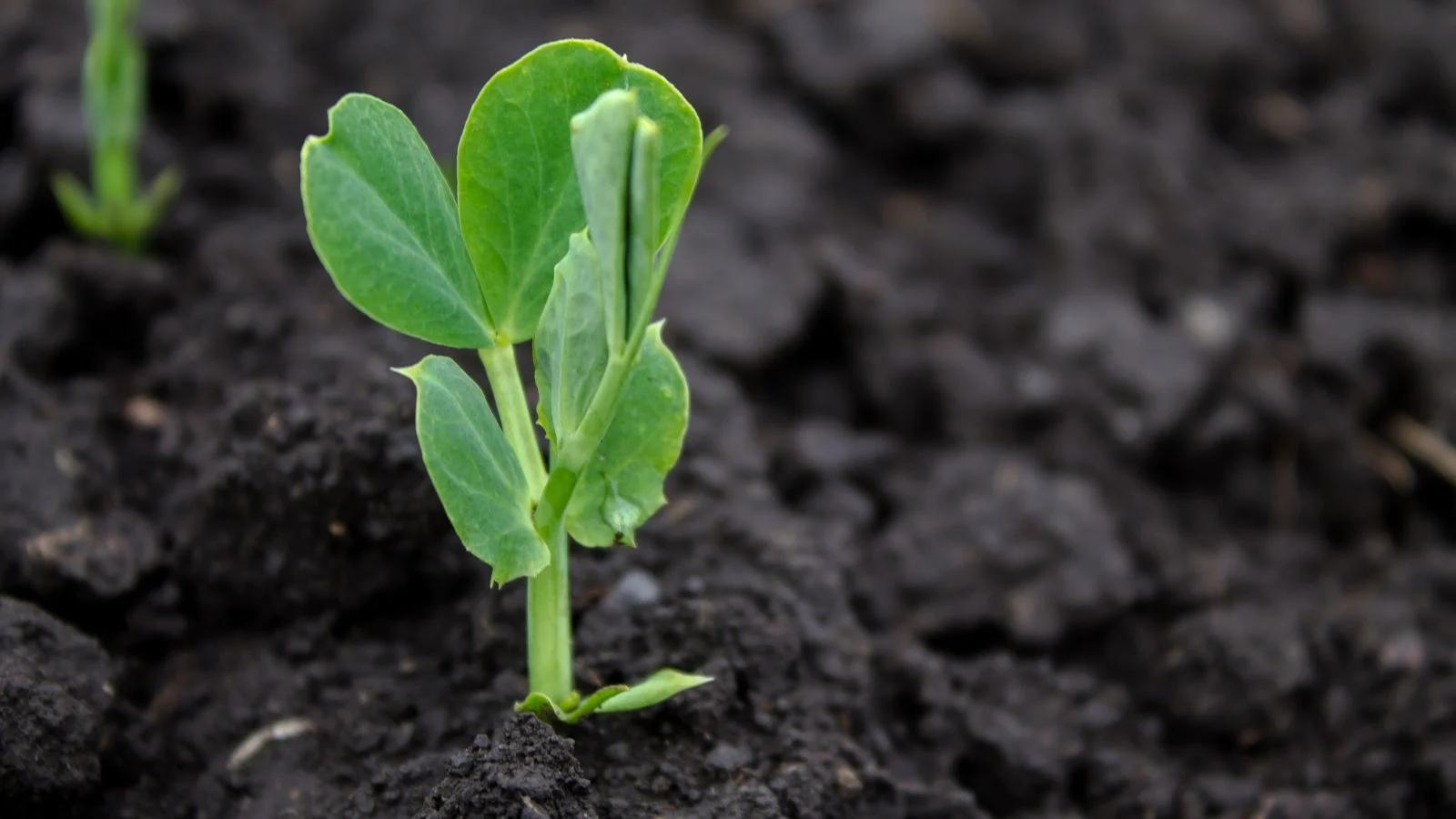 a close-up shot of a sprouting legume crop, growing on rich soil, all situated in a well lit area outdoors