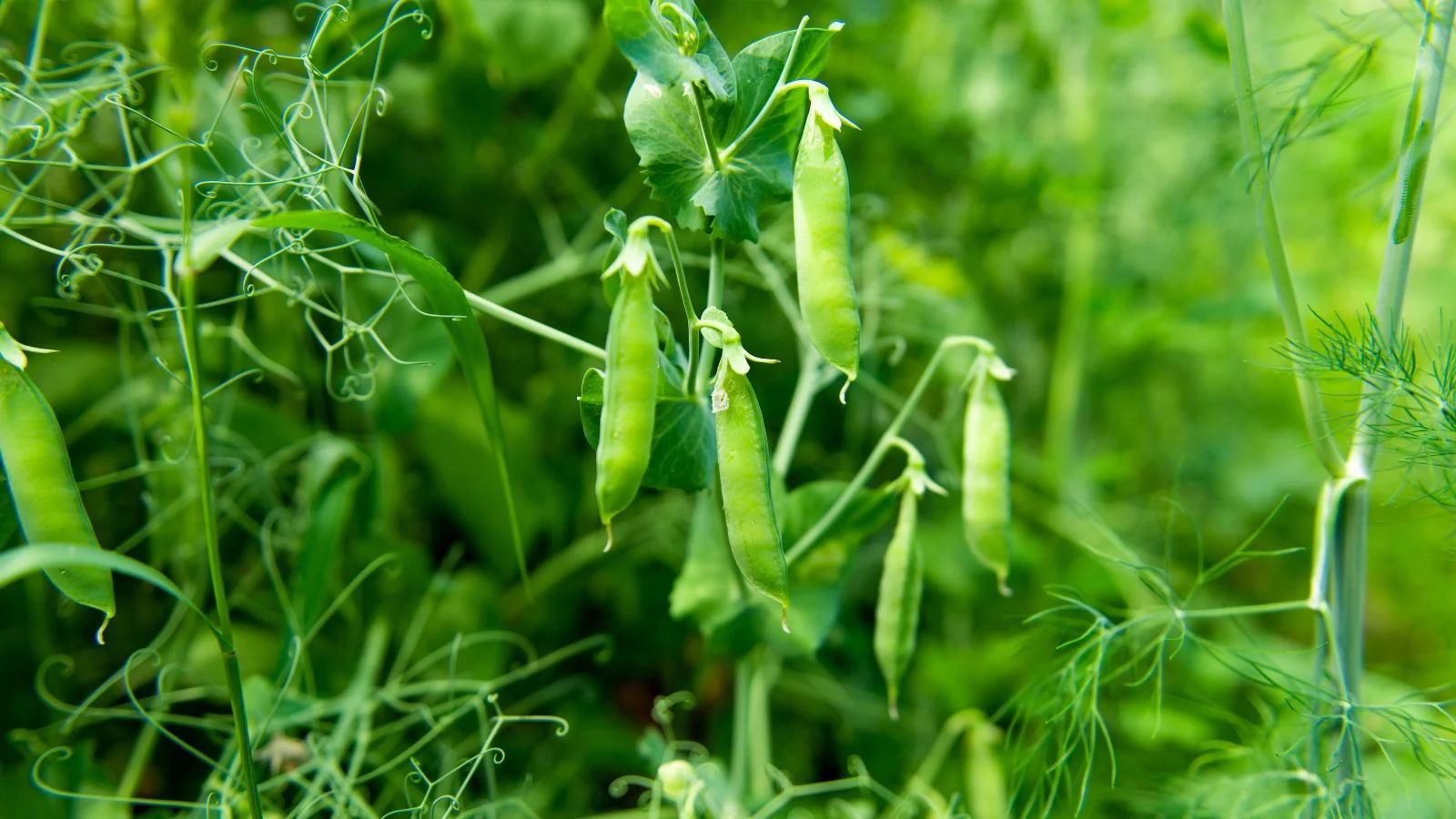 a close-up shot of a small composition of dangling green legume pods of a crop, growing alongside their foliage in a well lit area outdoors