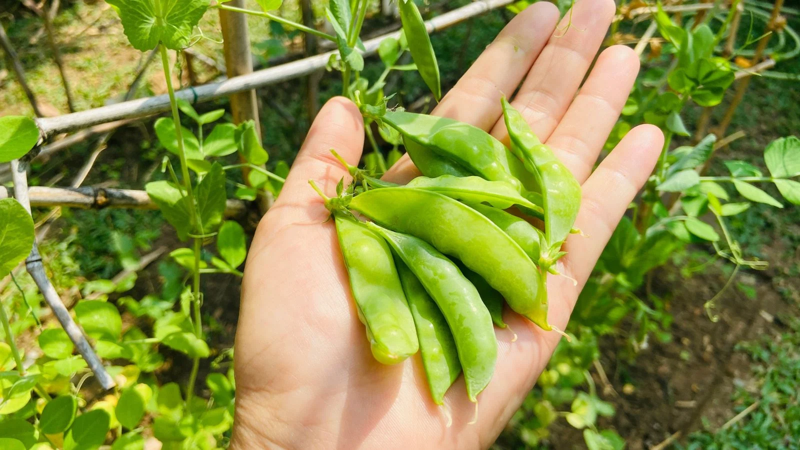 a close-up and overhead shot of a person's hand holding a small pile of compact legume pods, all situated in a well lit garden area outdoors