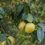 Gardening 101: Oro Blanco Grapefruit Tree Gardening 101: Oro Blanco Grapefruit Tree