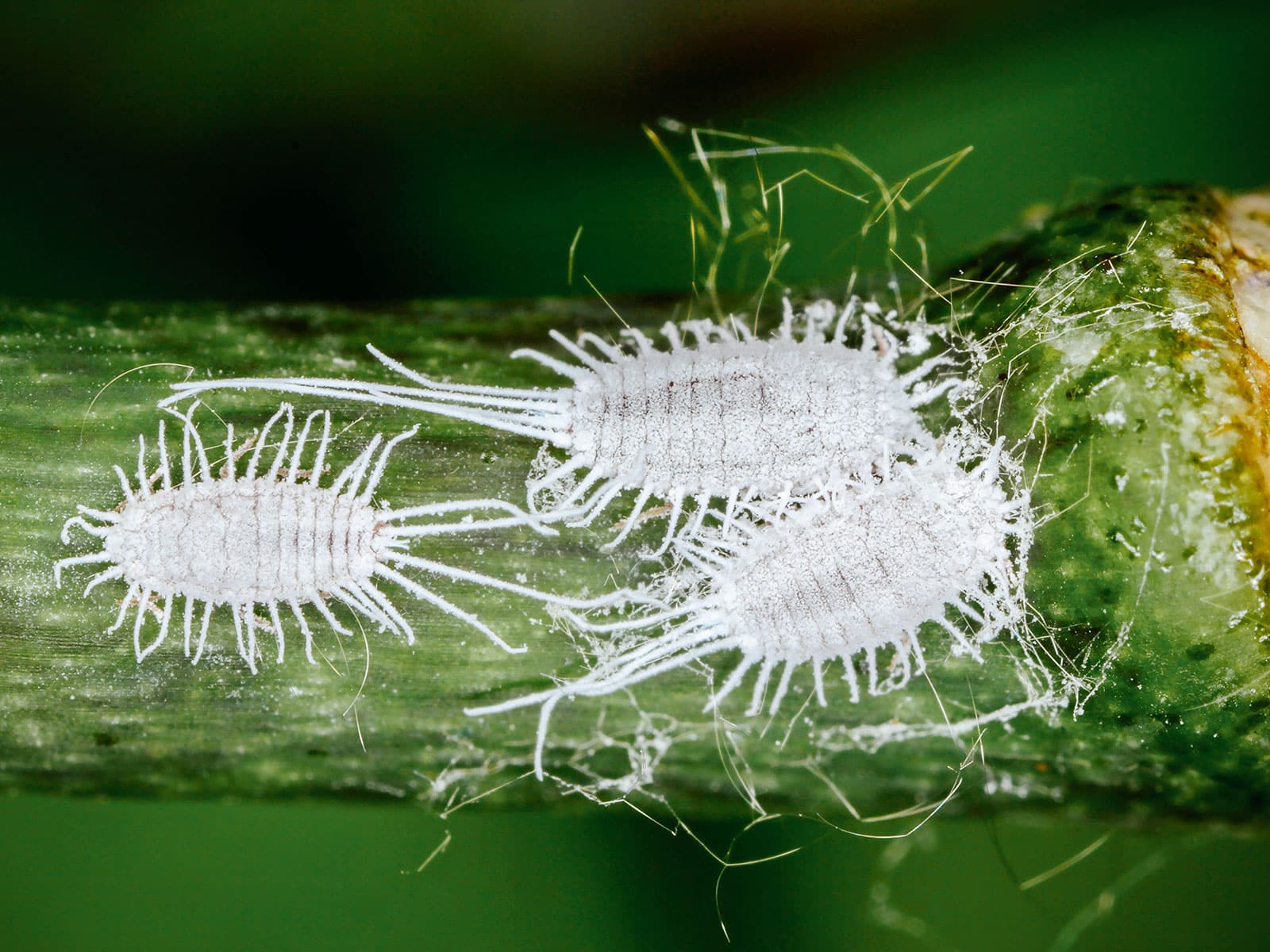 how to get rid of mealybugs 29 close-up of longtailed mealybugs on a stem