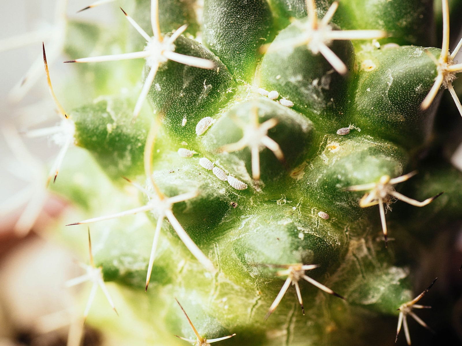how to get rid of mealybugs 31 mealybugs crawling along an indentation in a cactus plant