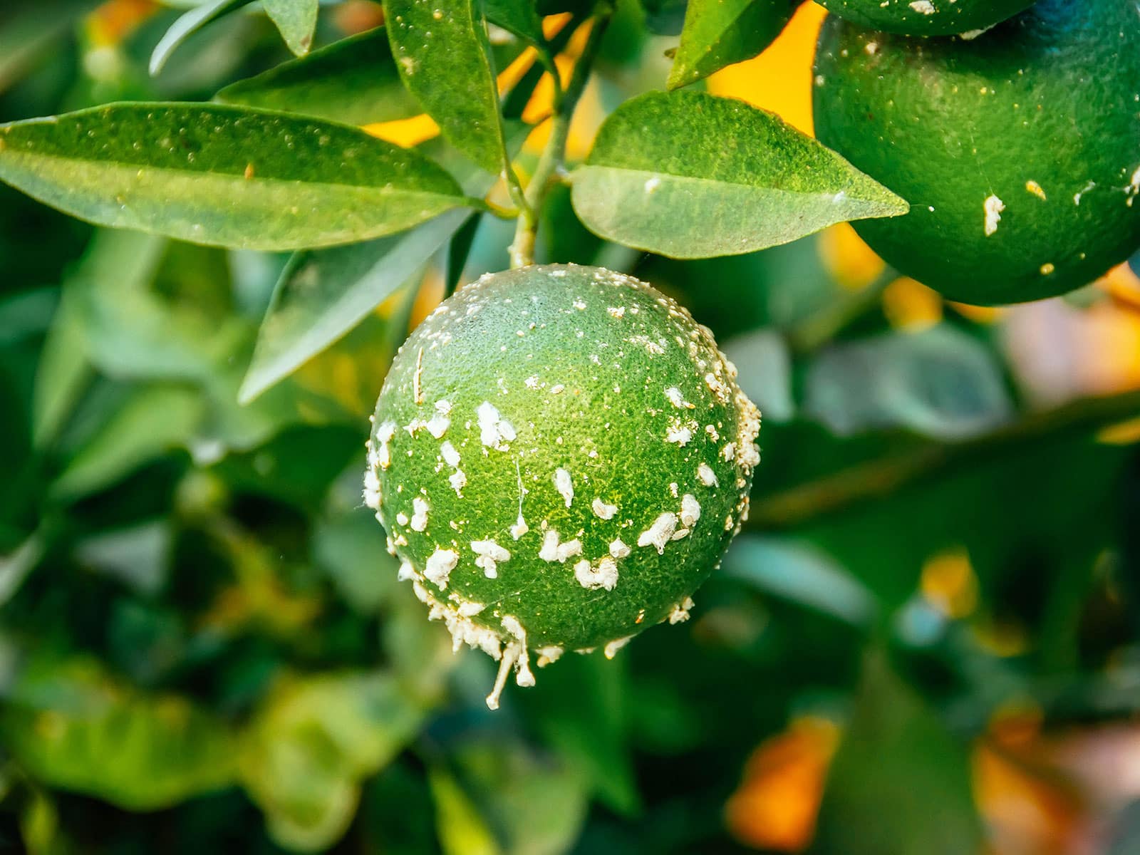 how to get rid of mealybugs 30 mealybugs infesting citrus fruits and leaves