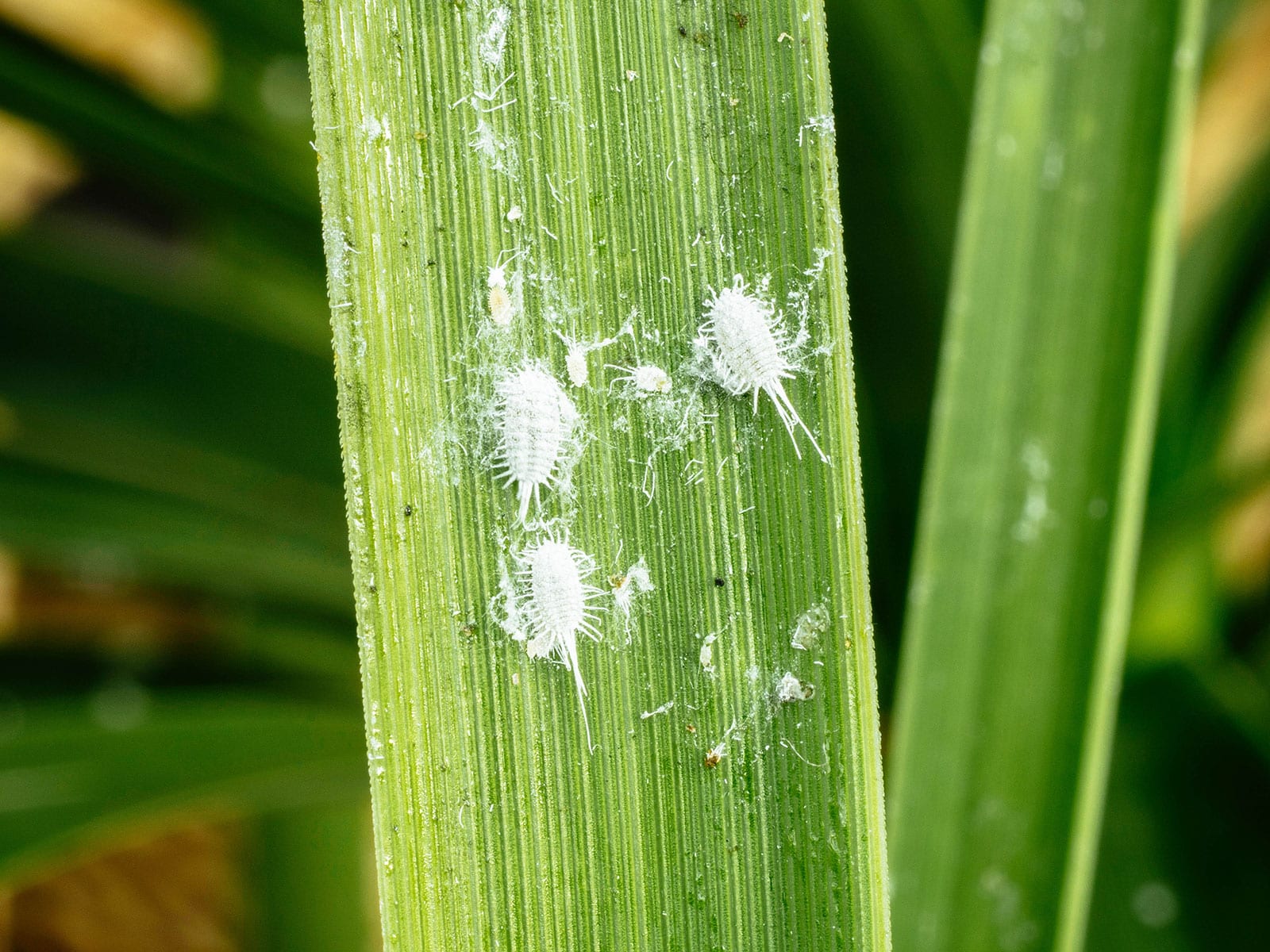 how to get rid of mealybugs 32 longtailed mealybugs on a palm leaf