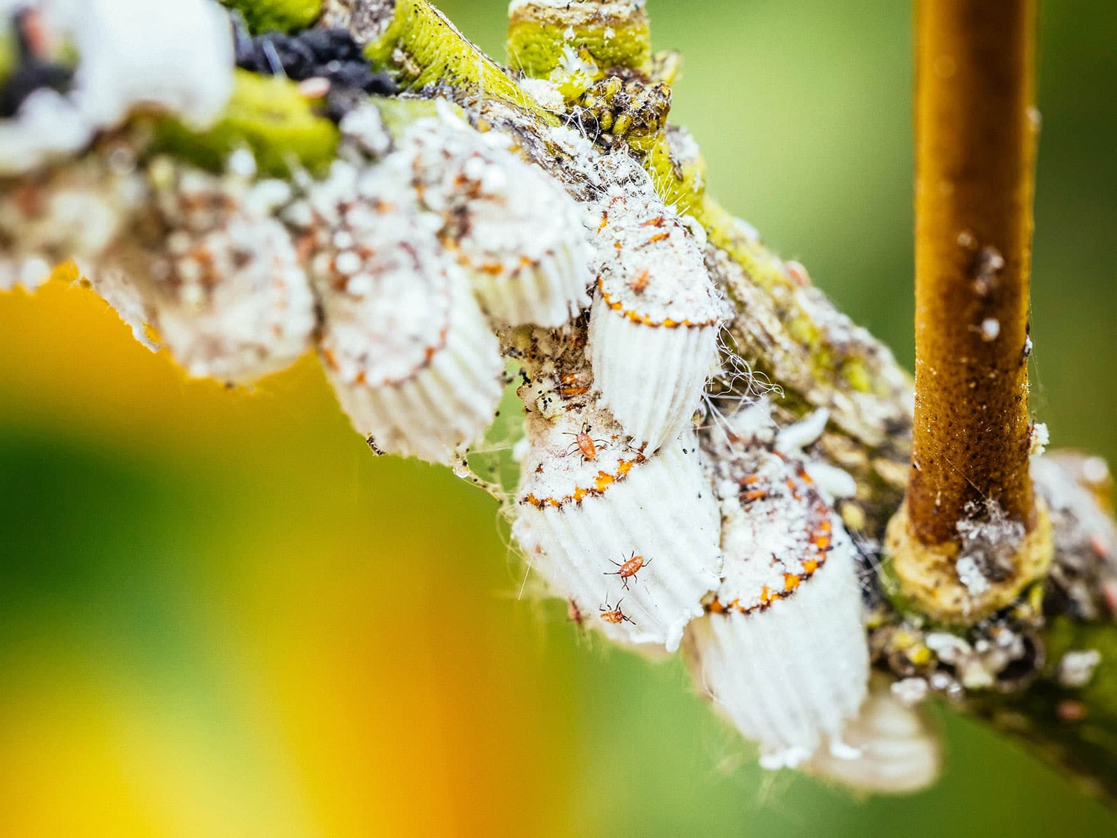 how to get rid of mealybugs 35 cottony cushion scales on a stem