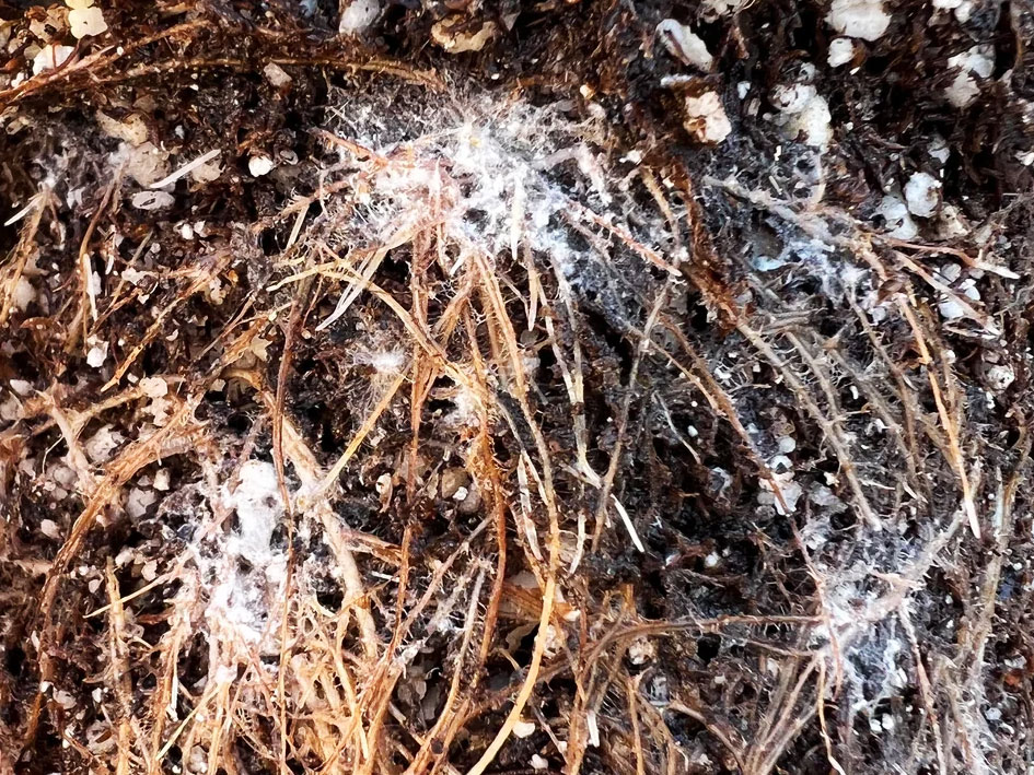 how to get rid of mealybugs 34 ground mealybugs in the roots of a potted plant