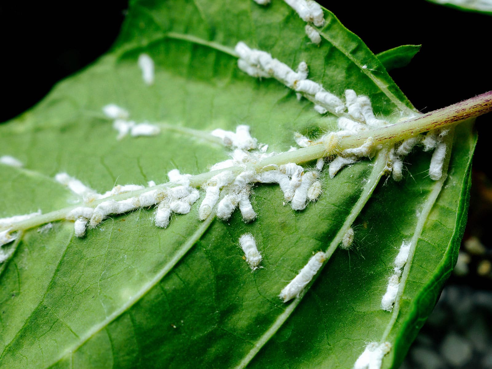 how to get rid of mealybugs 36 cottony camellia scales on the underside of a green leaf