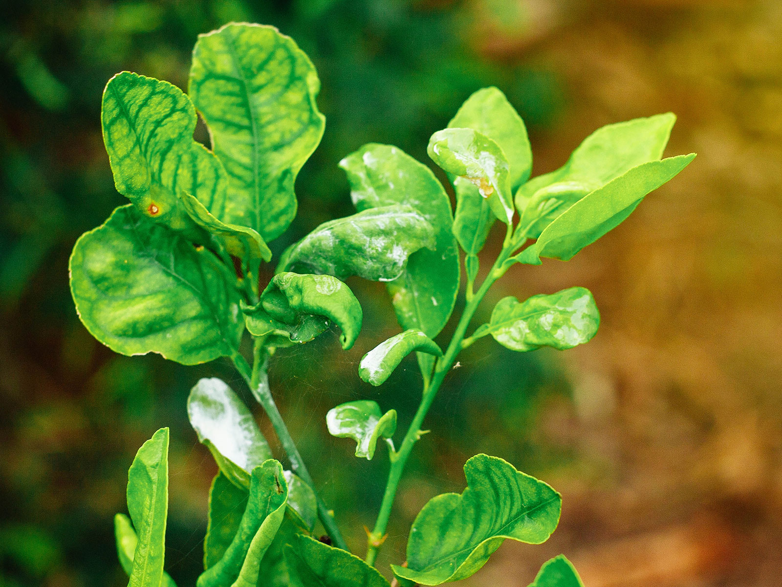 how to get rid of mealybugs 33 curled and damaged citrus leaves caused by mealybugs