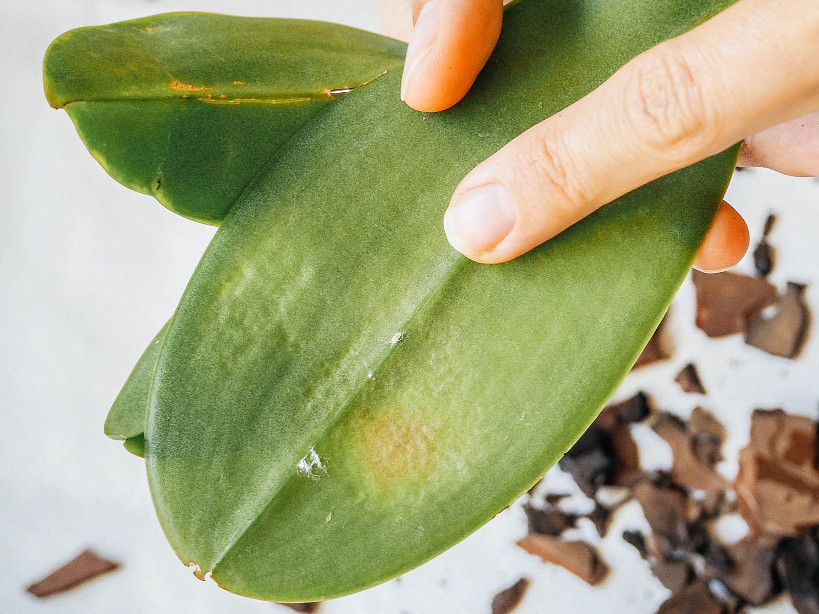 how to get rid of mealybugs 38 woman's finger pointing to mealybugs crawling on the underside of an orchid leaf