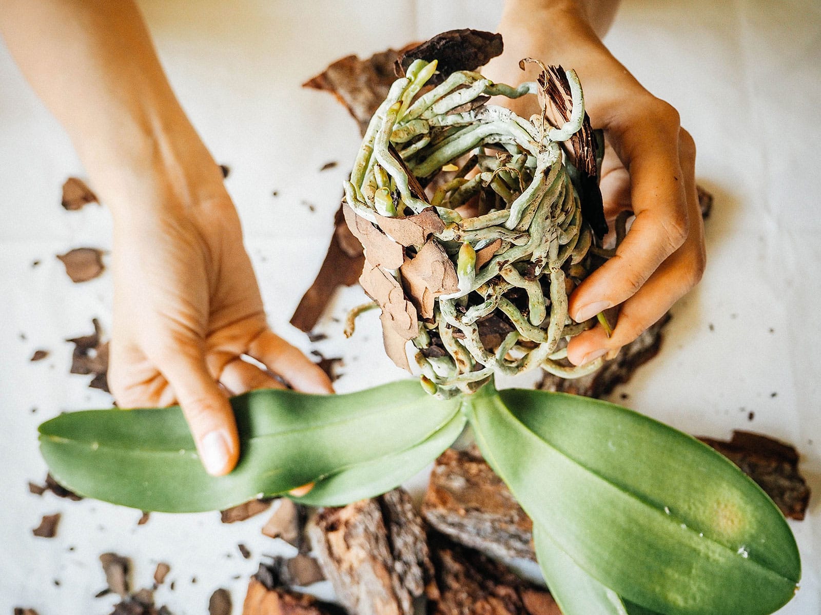 how to get rid of mealybugs 40 woman's hands unpotting an orchid plant to inspect the roots