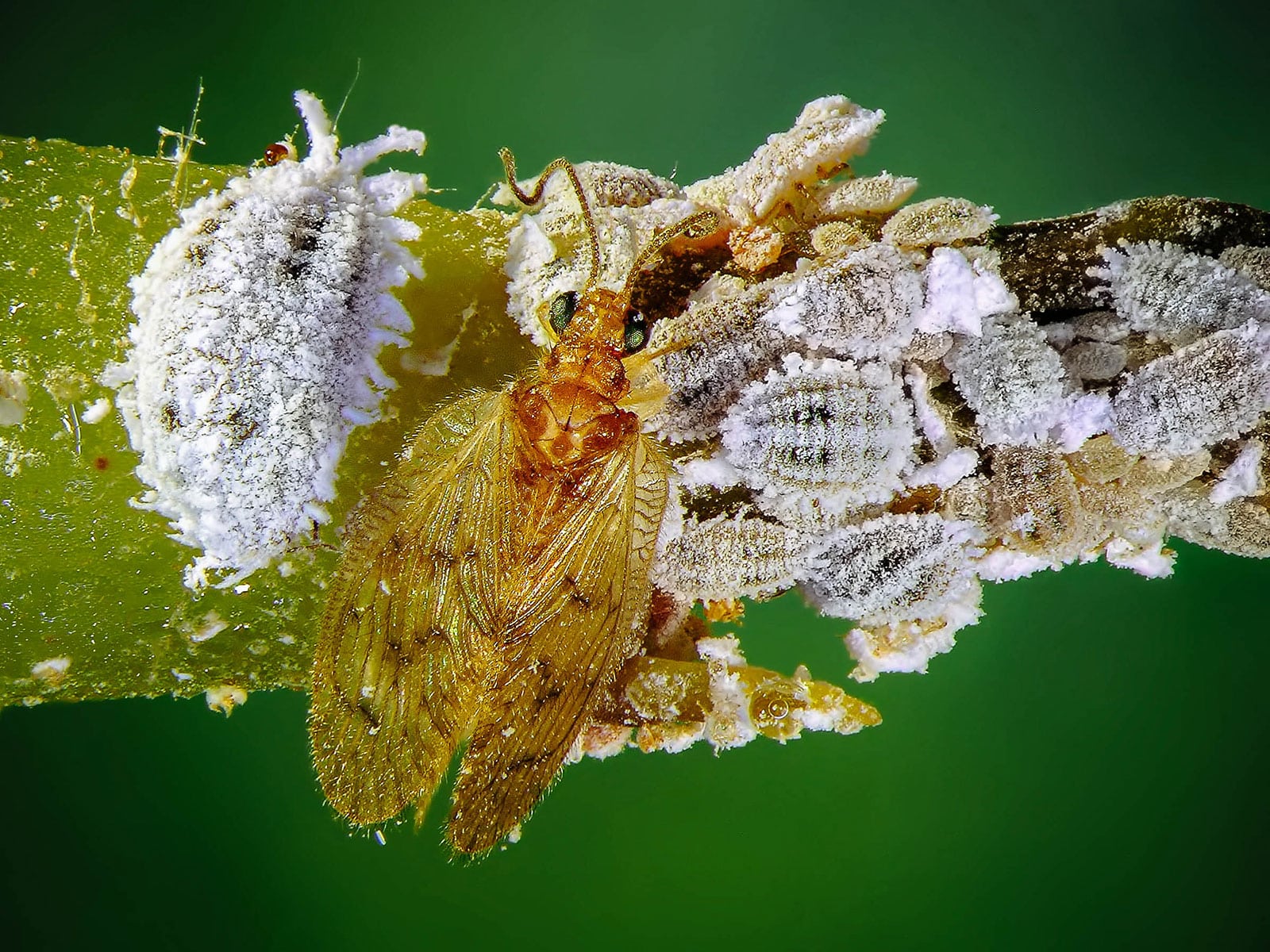 how to get rid of mealybugs 41 close-up of lacewing feeding on mealybugs on a stem