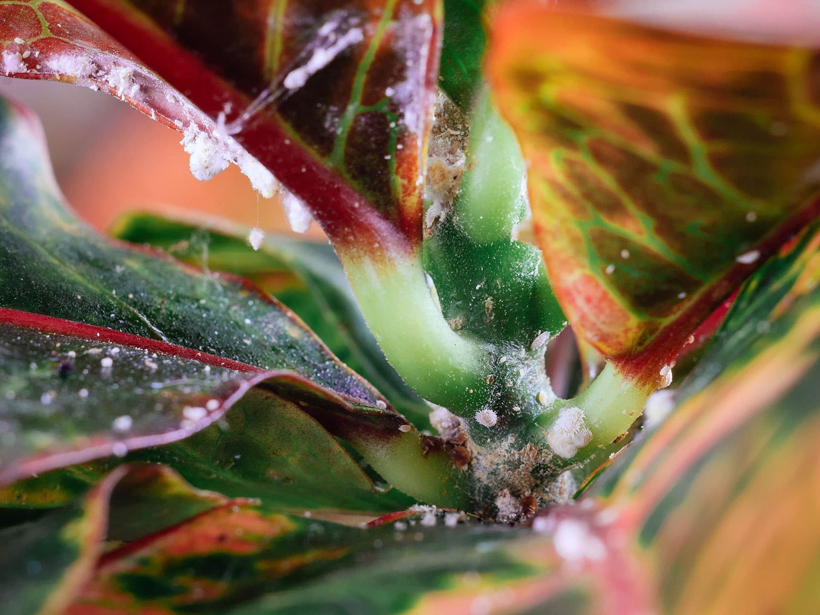 how to get rid of mealybugs 39 mealybugs hiding in the crevices of a croton plant