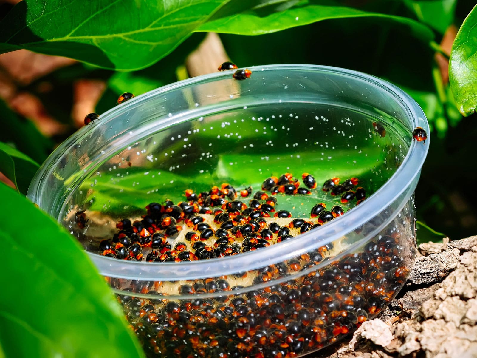 how to get rid of mealybugs 42 mealybug destroyer beetles in a clear plastic container in the garden