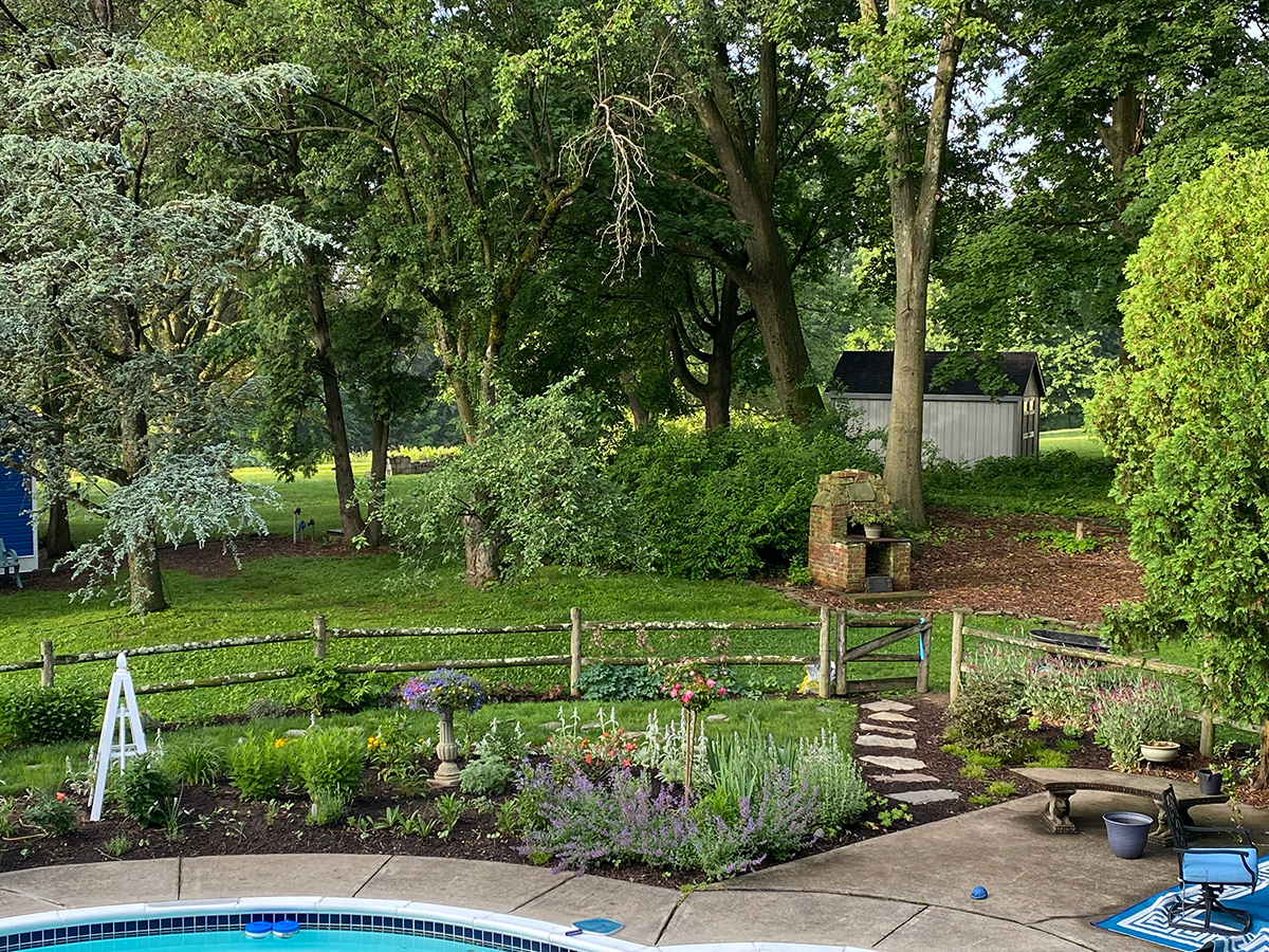 early days of woodland garden