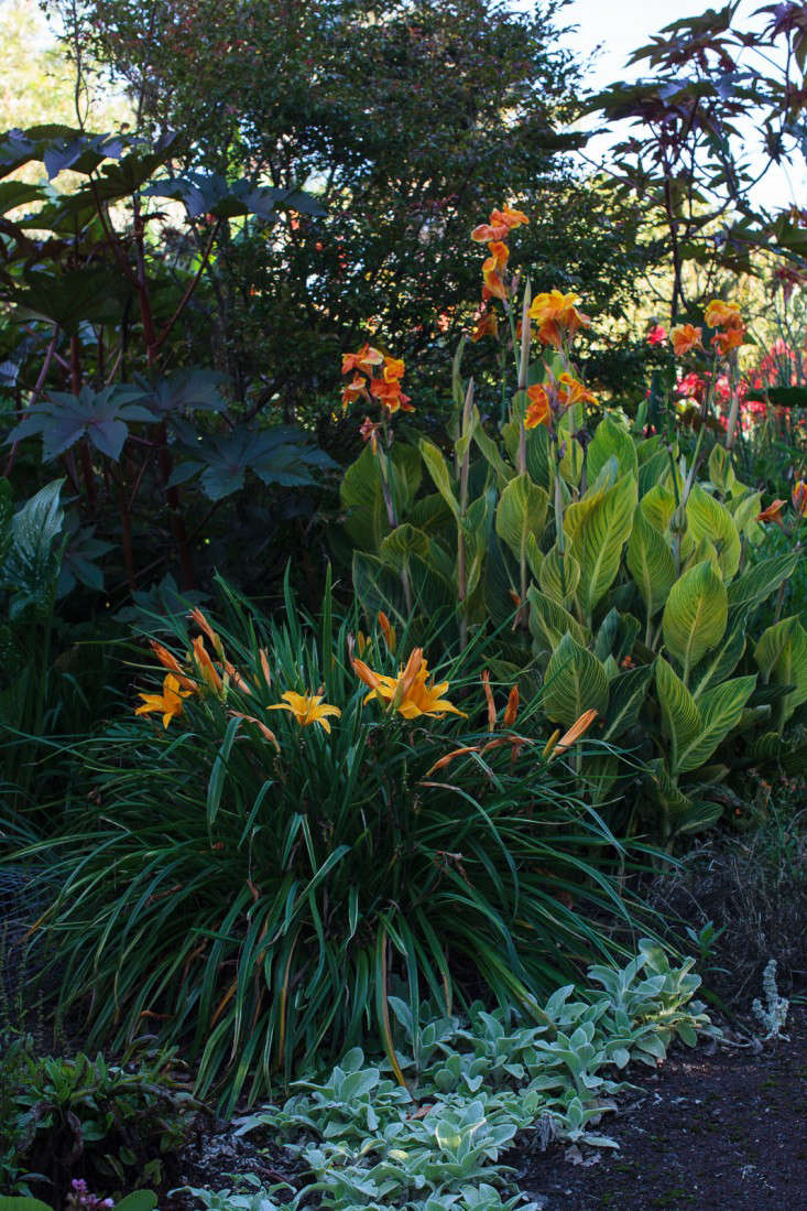 many areas of the garden are delineated by theme, plant selection, and color. in the lurid border, beverley plays with hot gauguin-like colors: orange day lilies 