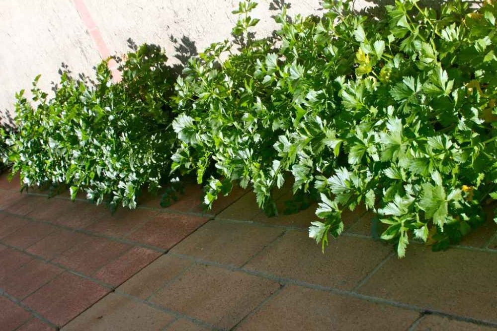 22 vegetables to grow in shade 54 22 vegetables to grow in shade