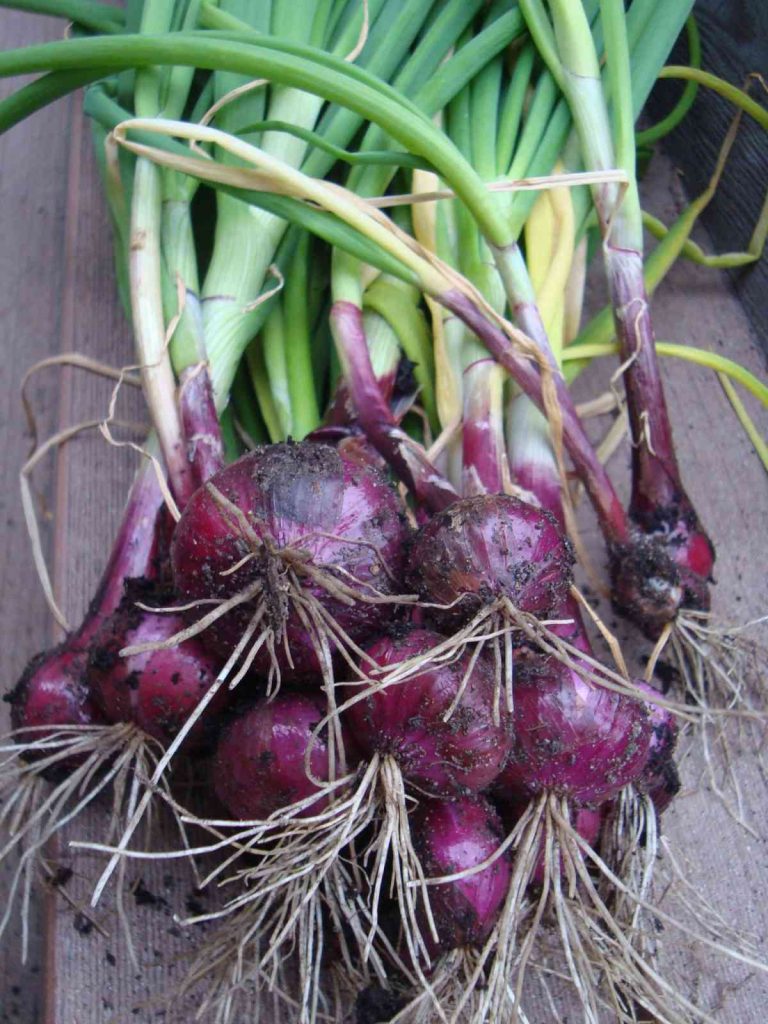 planting onion bulbs in fall