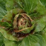 19 Vegetable Seeds to Plant in February 19 Vegetable Seeds to Plant in February