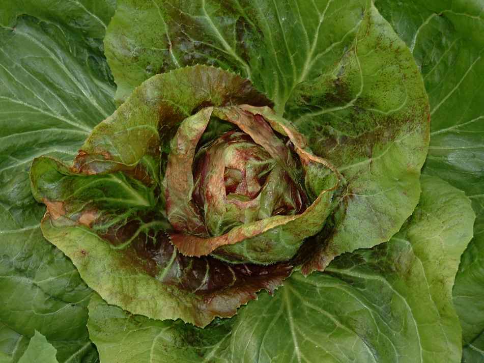 19 Vegetable Seeds to Plant in February