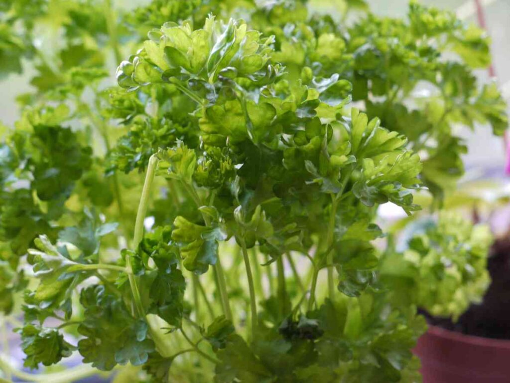 seeds plant february