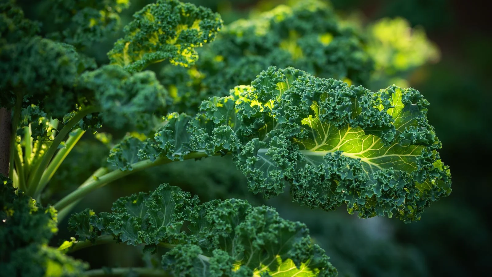 a close-up shot of a small composition of dark-green leaves of a crop, featuring their curly edges and light-green veins