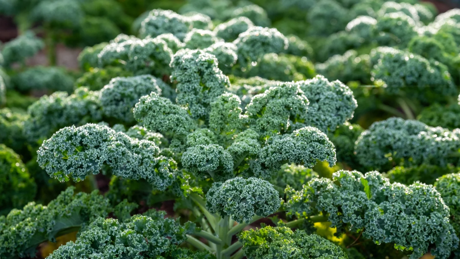 tall, sturdy stems support curly textured green leaves with wavy edges growing in loose clusters, all situated in a well lit area outdoors