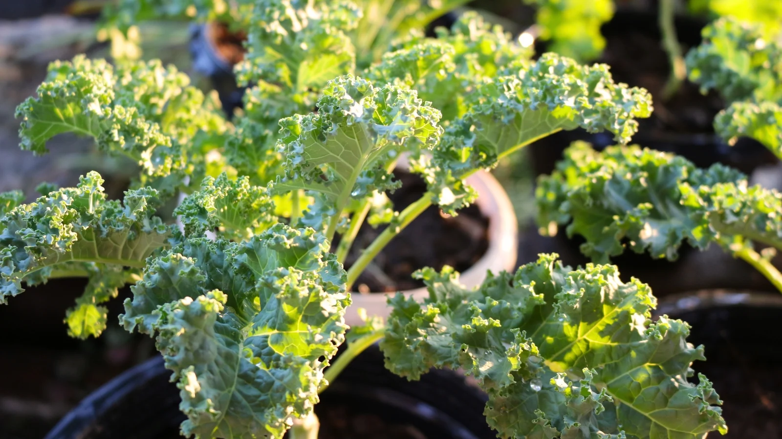 this leafy green has deeply lobed, dark green leaves with a crinkled texture, growing from a central stem.